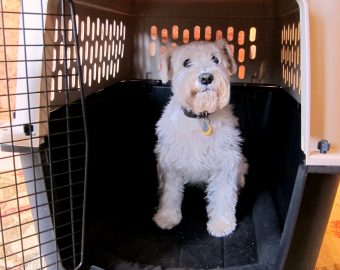 puppy sitting in doggy cage