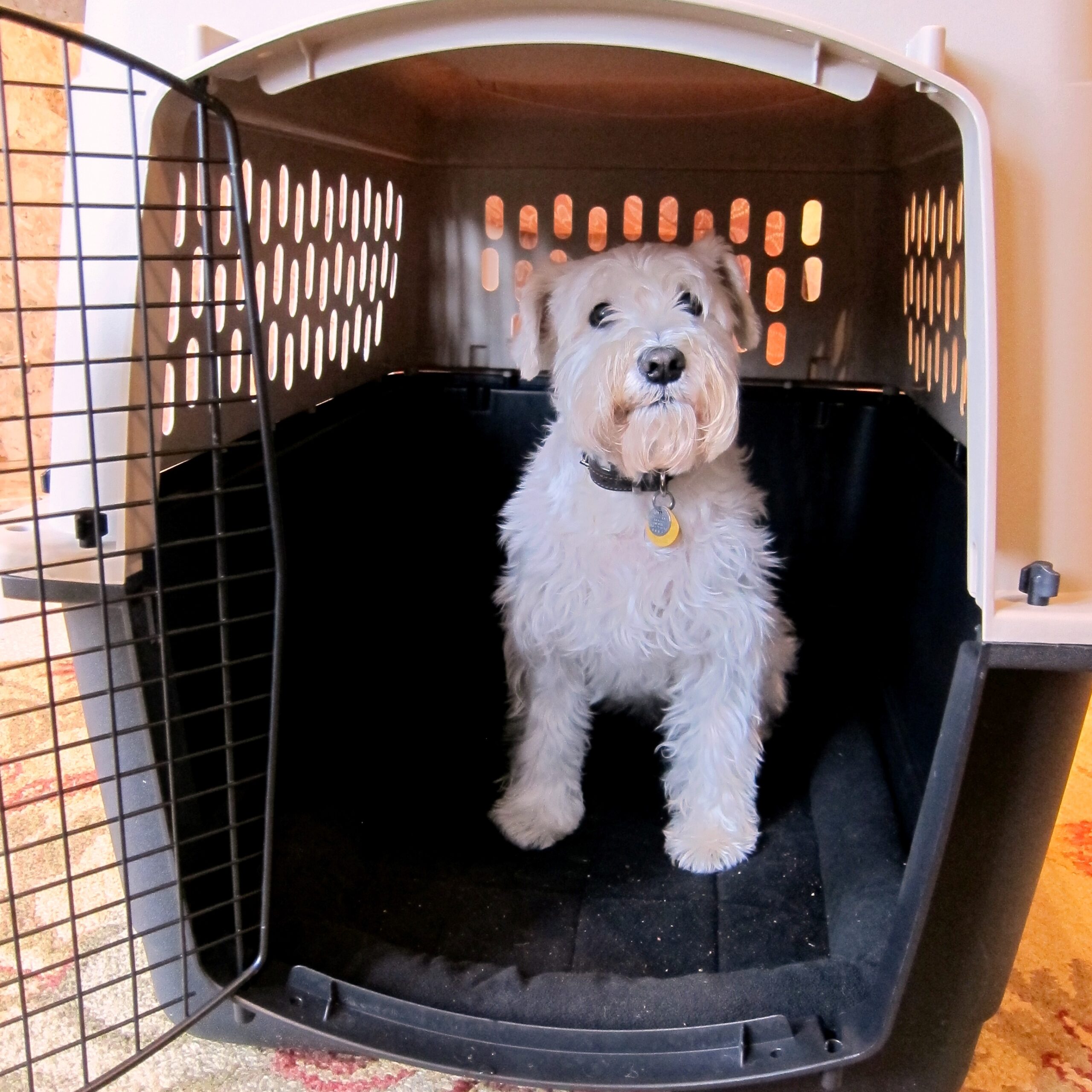 Puppy sitting in doggy cage.